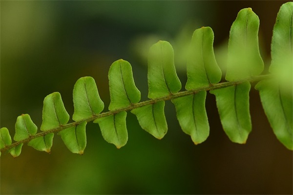 曹植名言名句